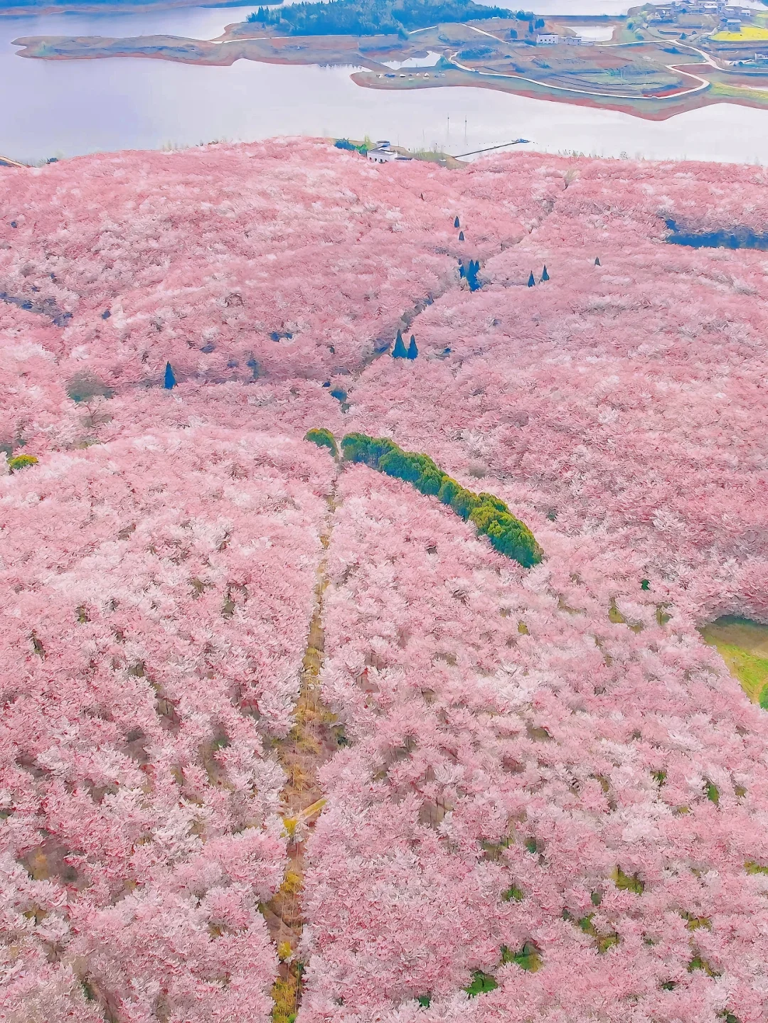 接下来的贵州，是万万次的春和景明🌸
