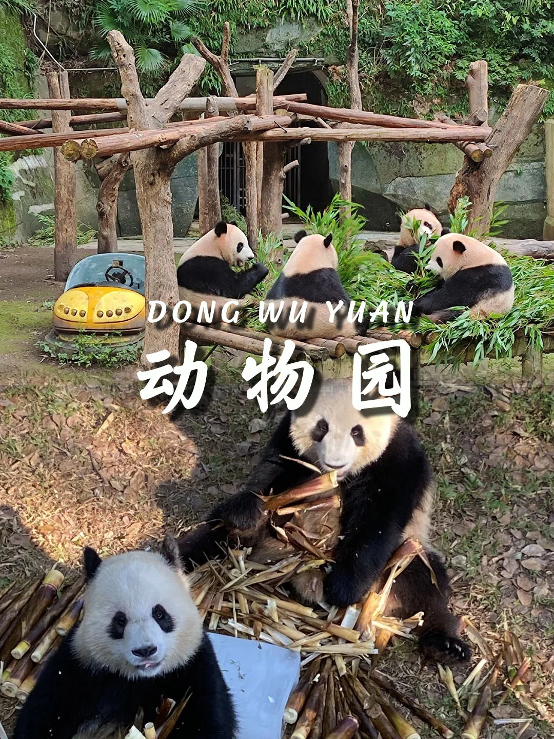 📍 重庆5天保姆级攻略路线｜超详细攻略