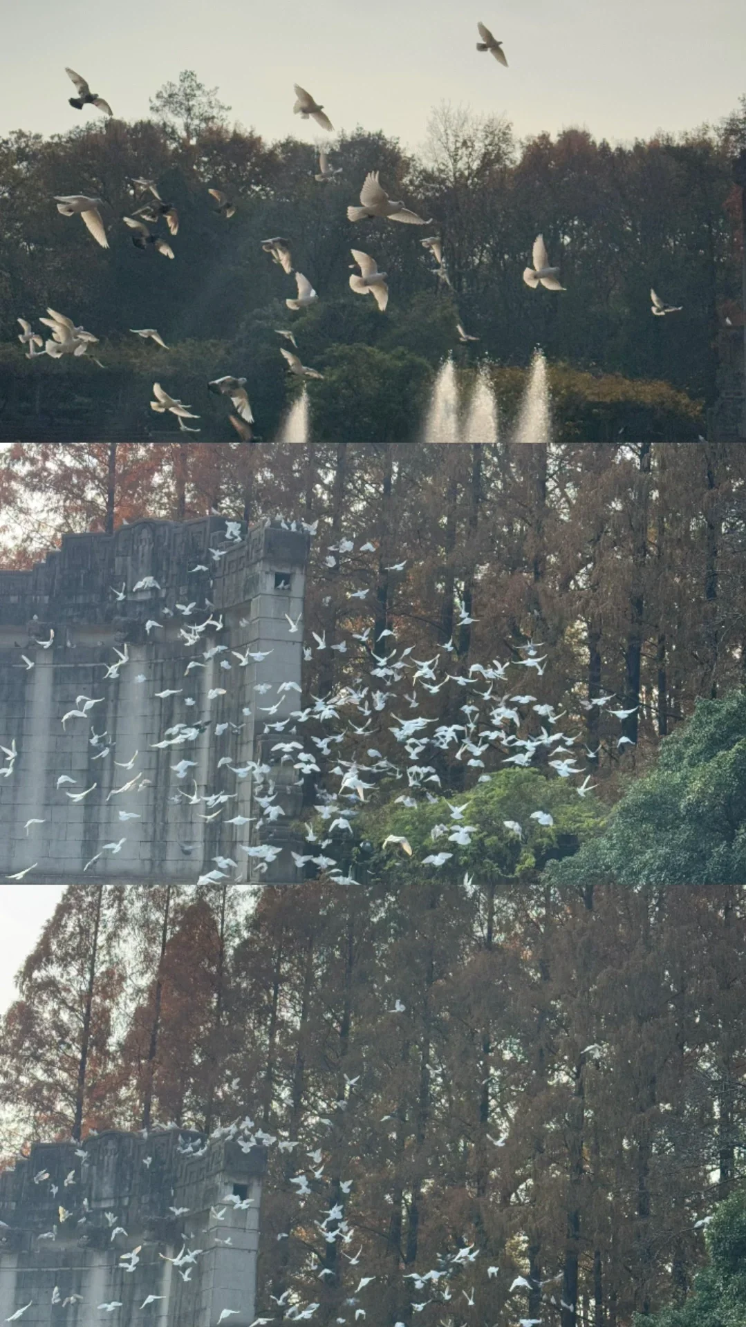 📍南京｜一个人72小时特种兵攻略‼️