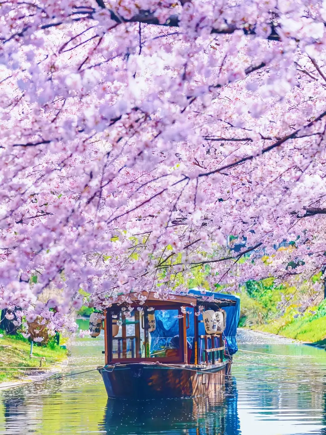 🇯🇵日本樱花季🌸十大赏樱圣地大公开！
