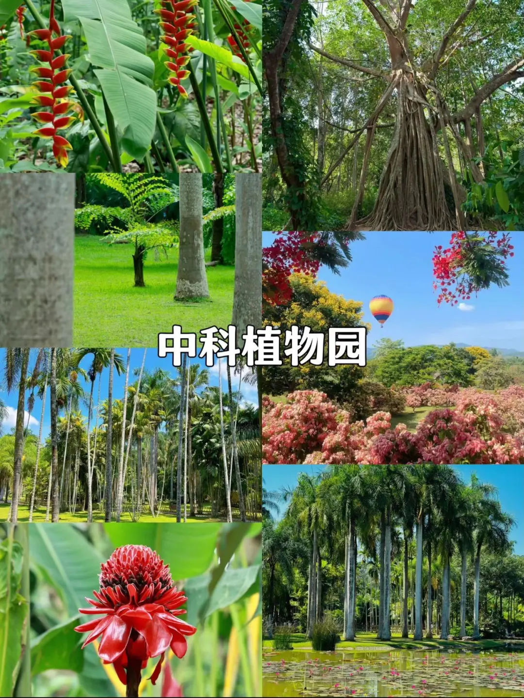 随机抽查：来西双版纳旅行你去了哪些景点❓