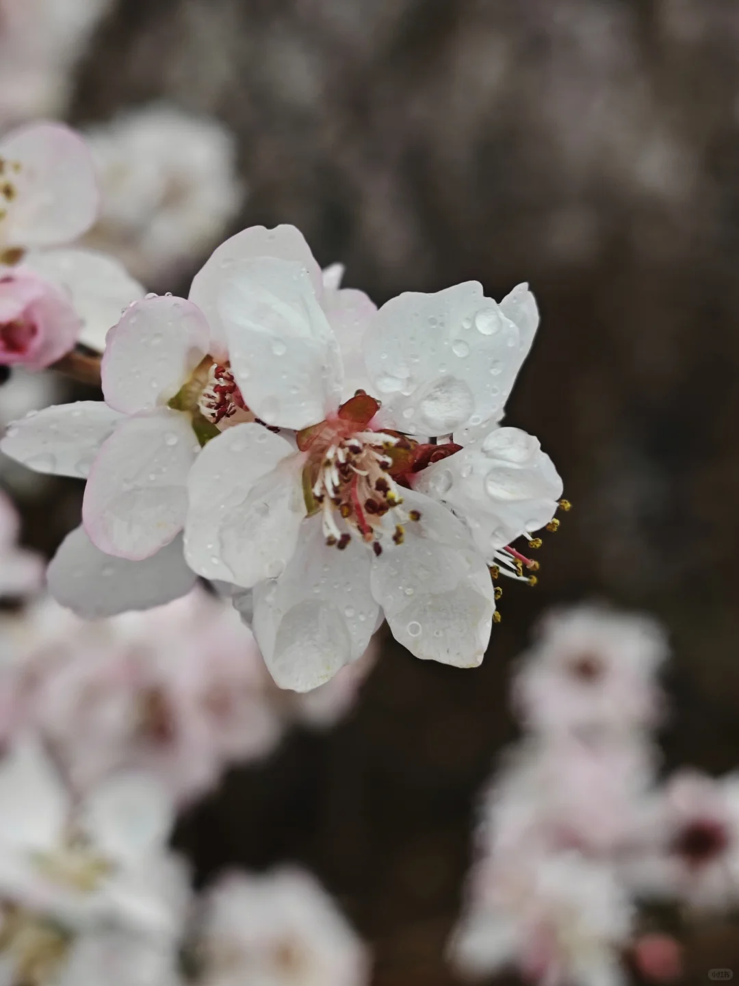 京郊赏花天花板，即将迎来盛花期