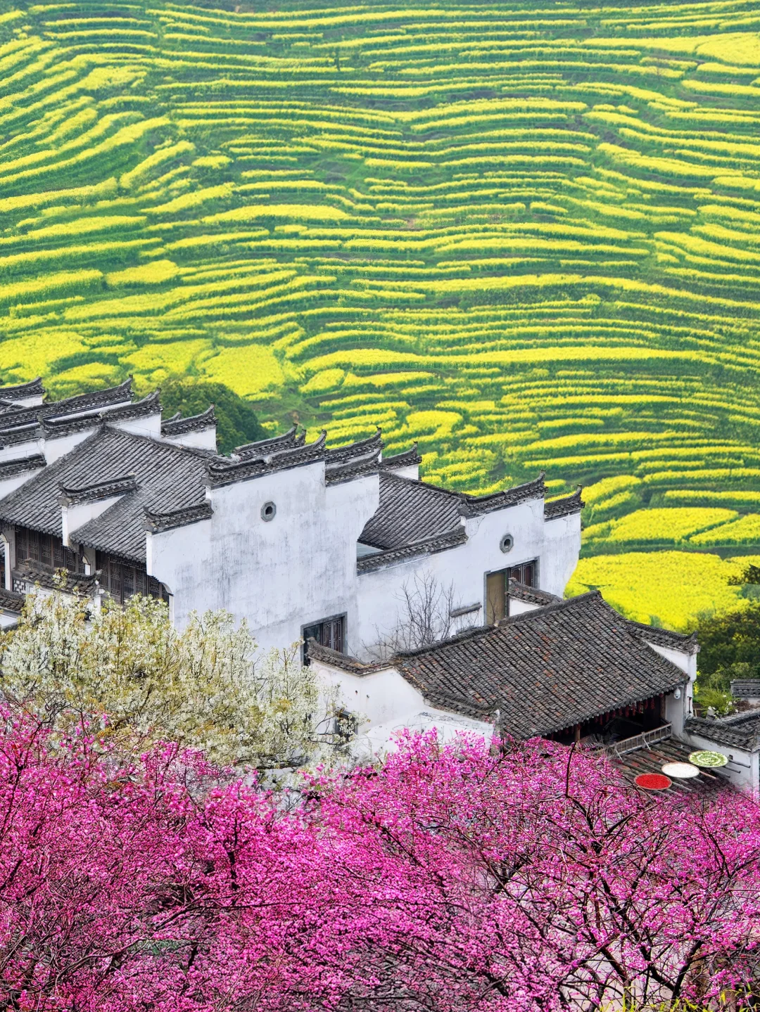 我在婺源上春山｜最美古村的春天真的好绝‼️