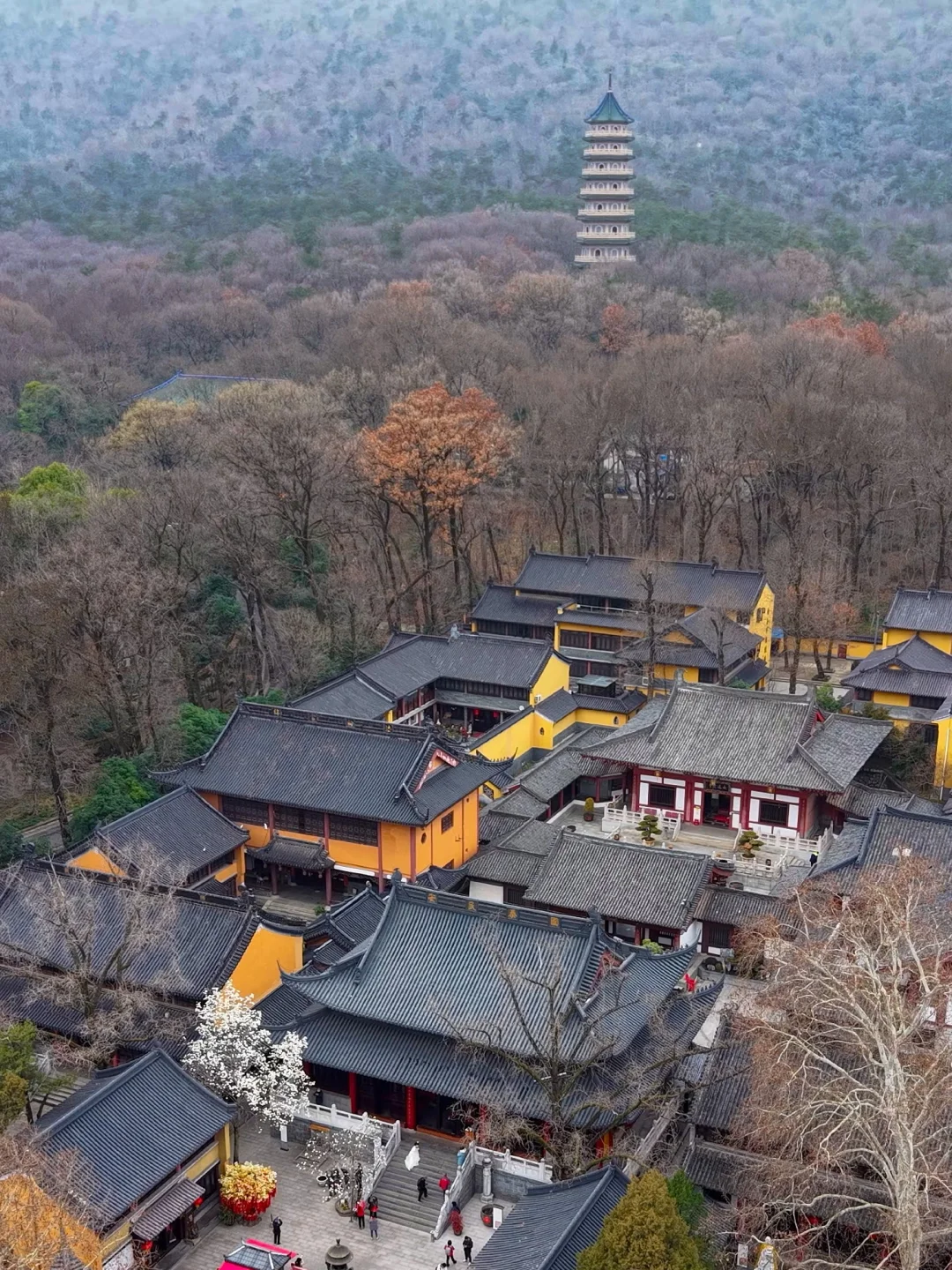 本周末南京赏花最佳线路，我帮你们设计好了