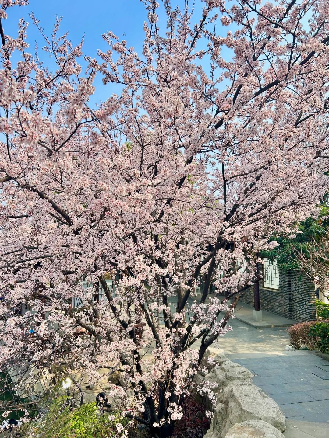 巨新‼️别去东湖樱园人挤人了🌸这里更好拍