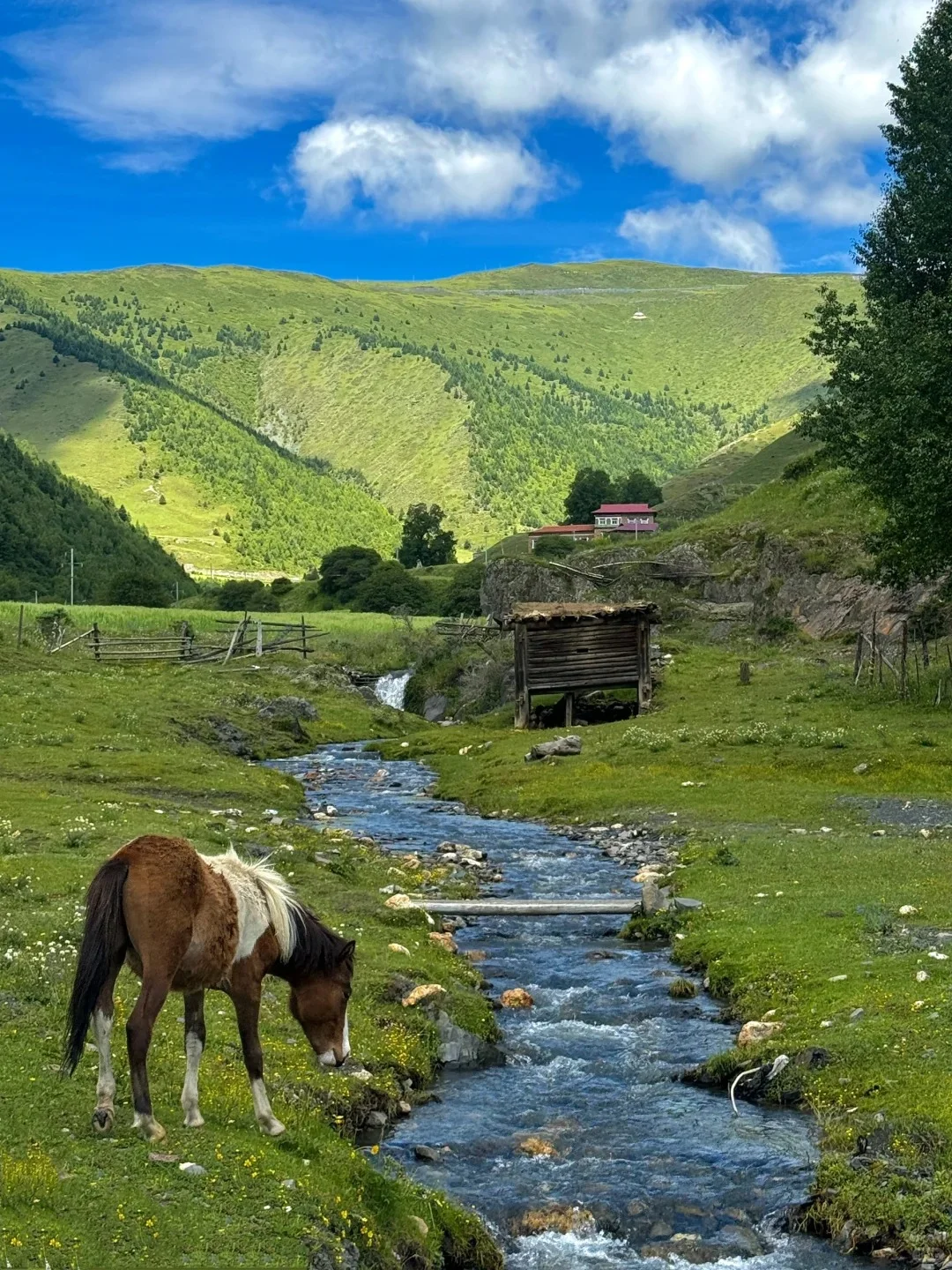 四姑娘山豪赌成功！美过瑞士🏞的夏日氧吧‼️