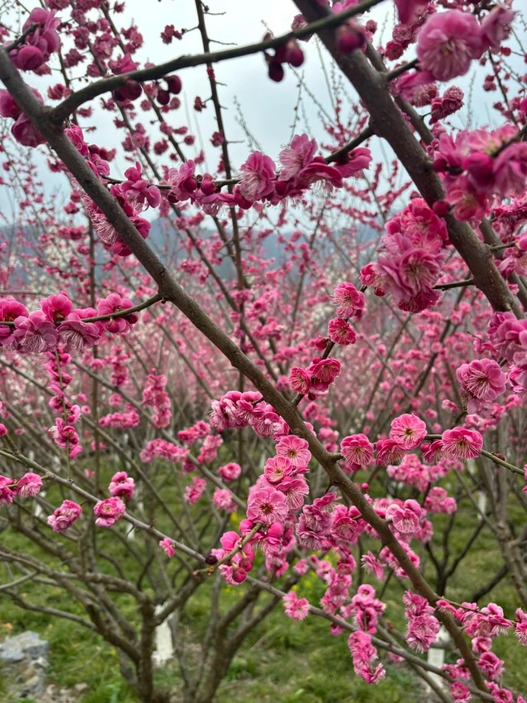 西安周边 | chao美漫山梅花步道🌸人少免费❗
