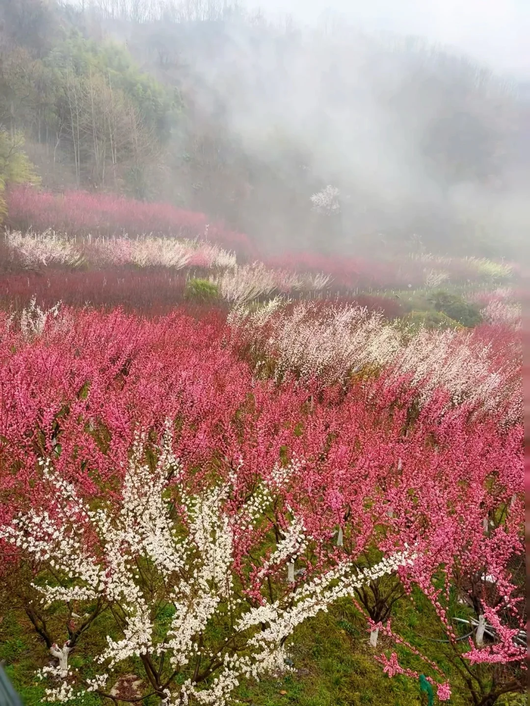 西安周边 | chao美漫山梅花步道🌸人少免费❗