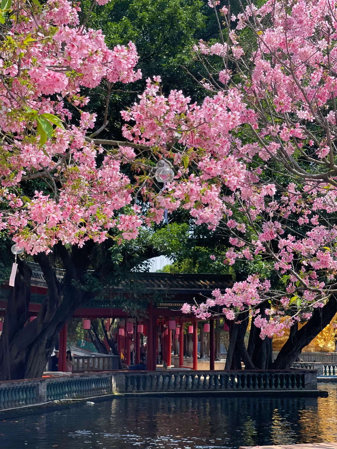 预计是广州下一个顶流！粉色花海🌸倒计时！