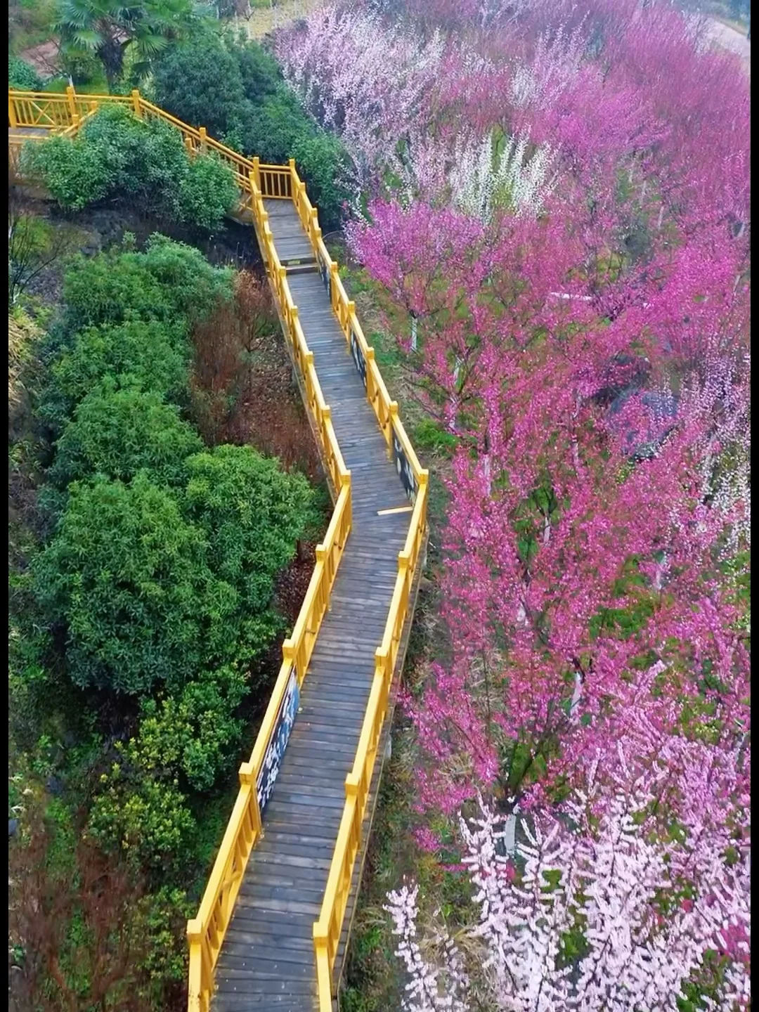西安周边 | chao美漫山梅花步道🌸人少免费❗