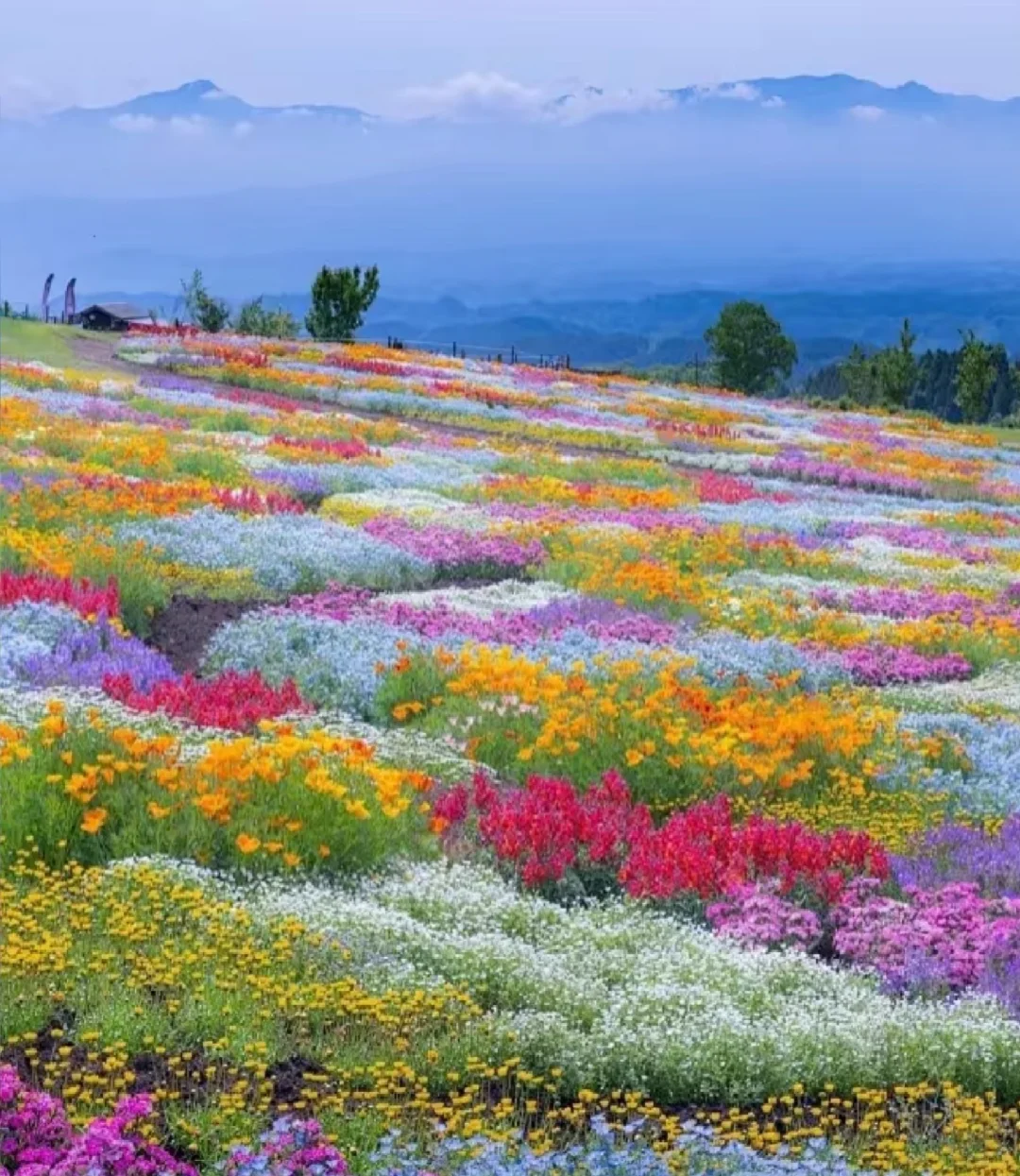 蔚然花海｜3月春日限定花海攻略！
