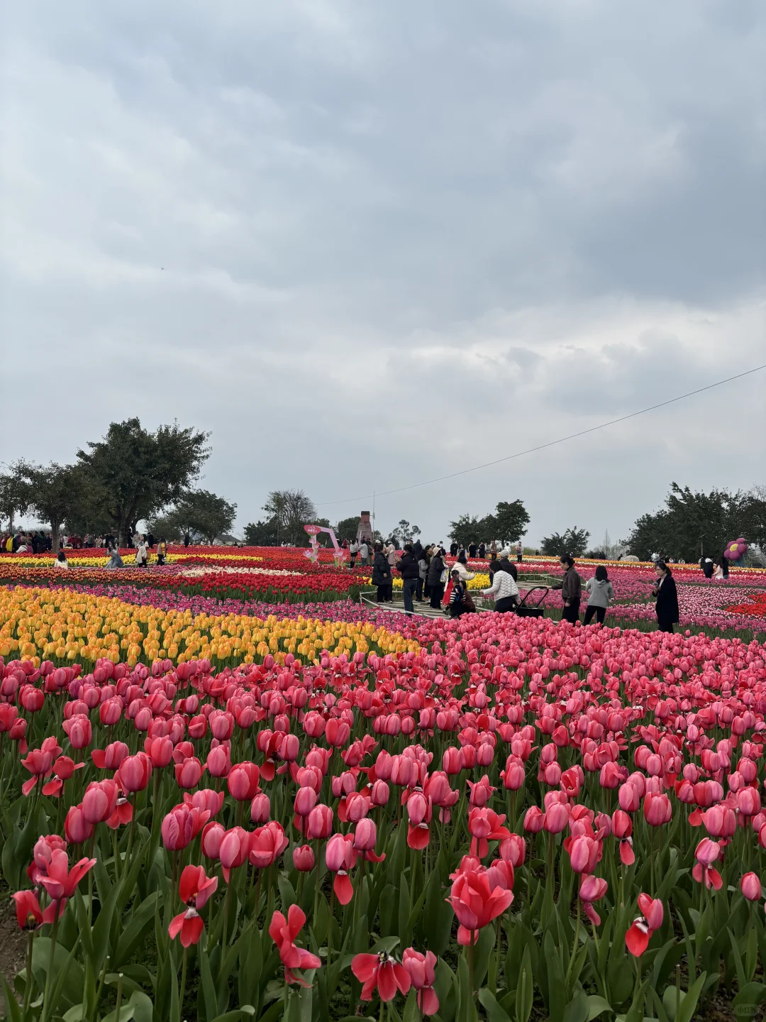 南充郁金香🌷