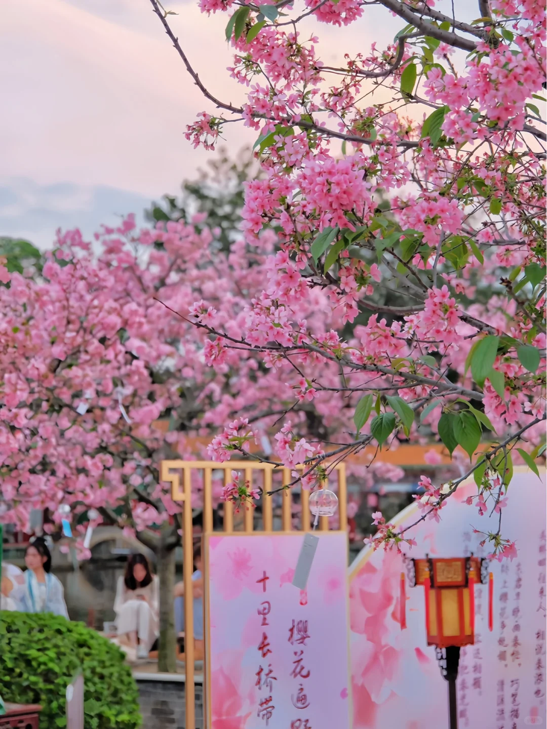 预计是广州下一个顶流！粉色花海🌸倒计时！