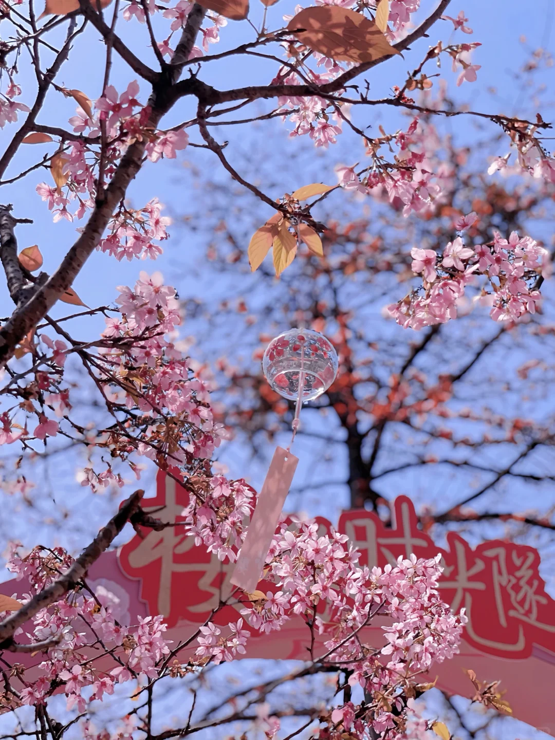 预计是广州下一个顶流！粉色花海🌸倒计时！