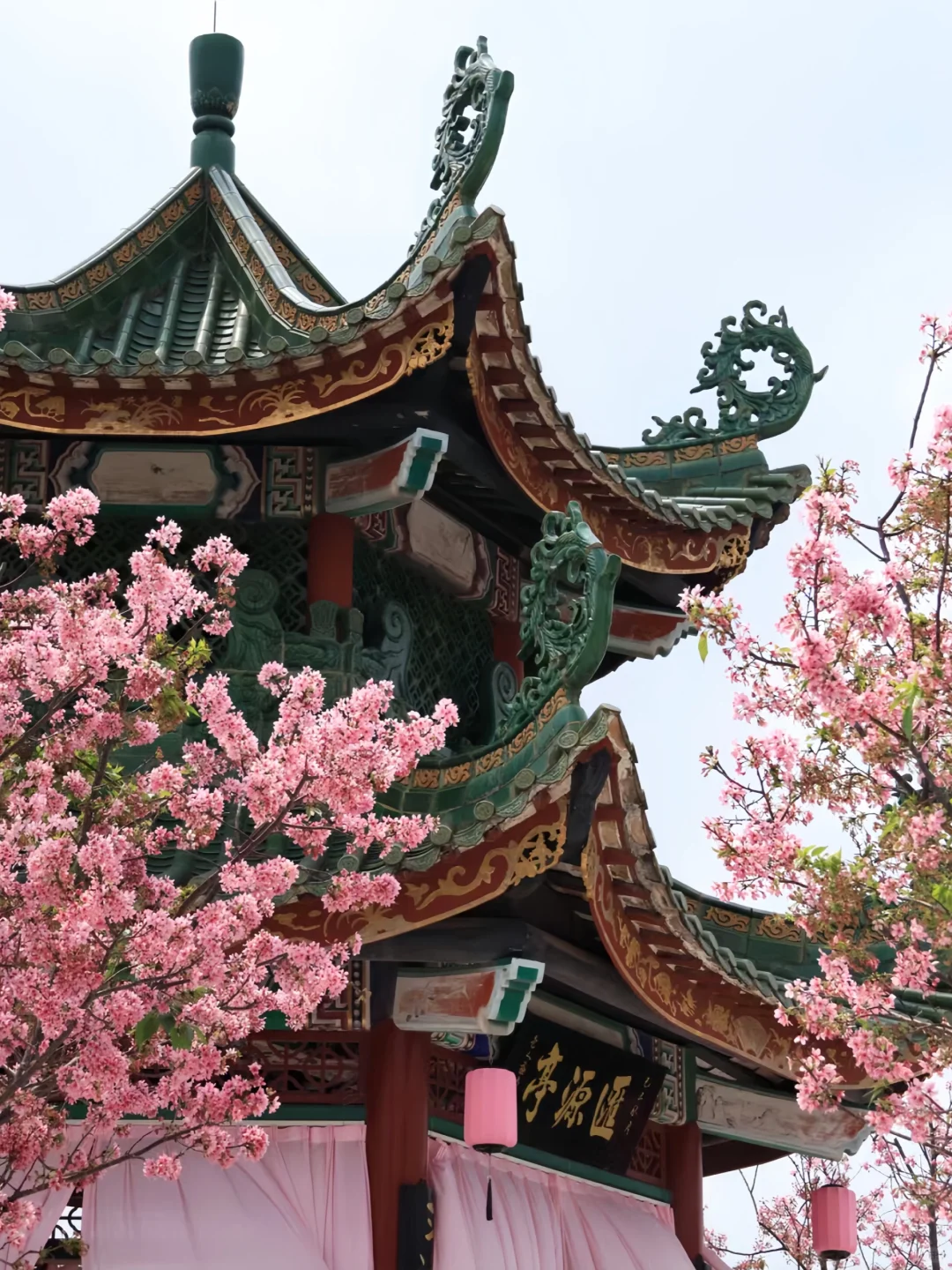 预计是广州下一个顶流！粉色花海🌸倒计时！