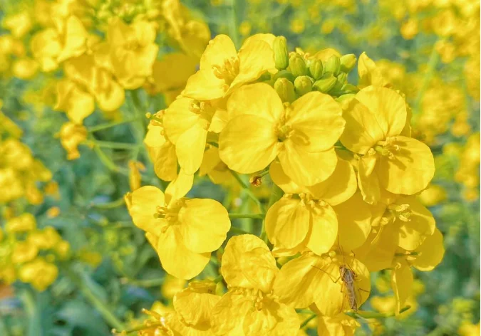 蔚然花海｜3月春日限定花海攻略！