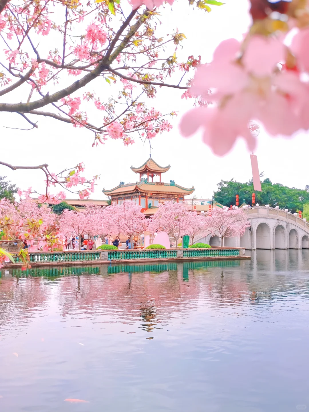 预计是广州下一个顶流！粉色花海🌸倒计时！