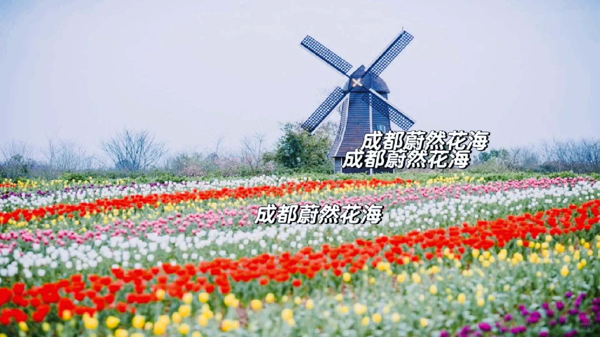 蔚然花海｜3月春日限定花海攻略！