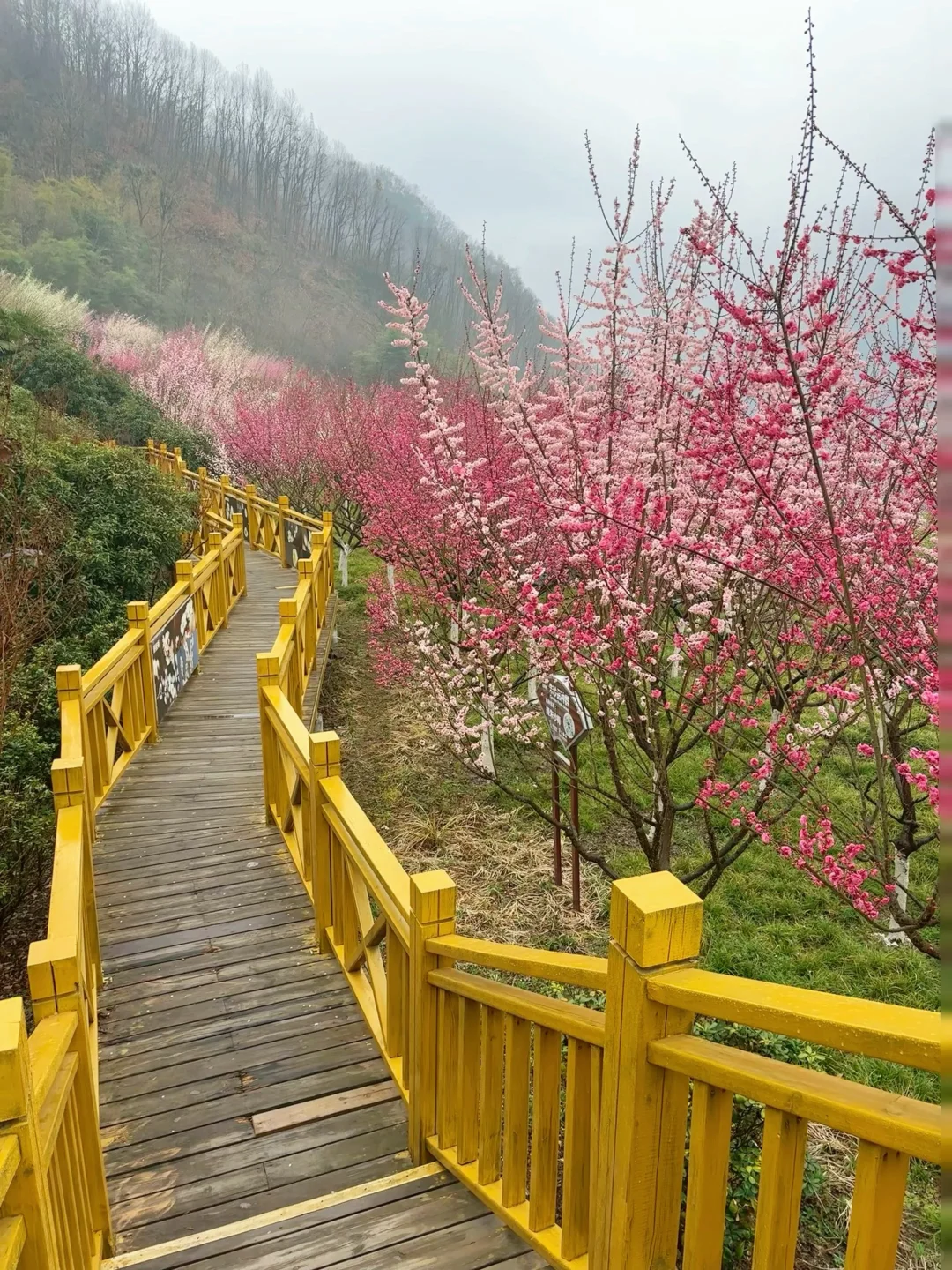 西安周边 | chao美漫山梅花步道🌸人少免费❗