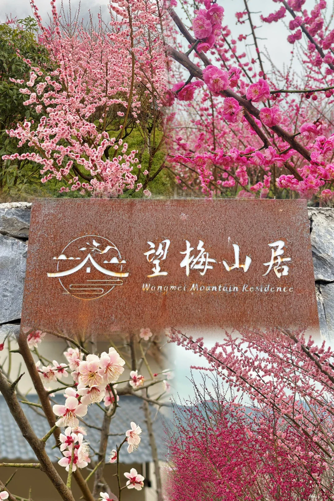 西安周边 | chao美漫山梅花步道🌸人少免费❗