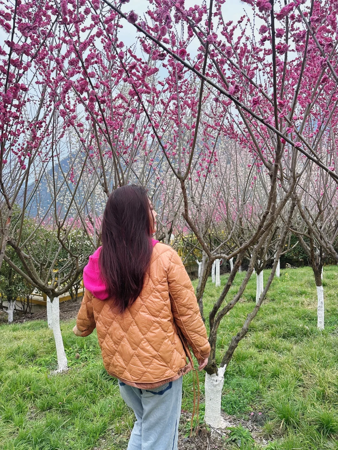 西安周边 | chao美漫山梅花步道🌸人少免费❗