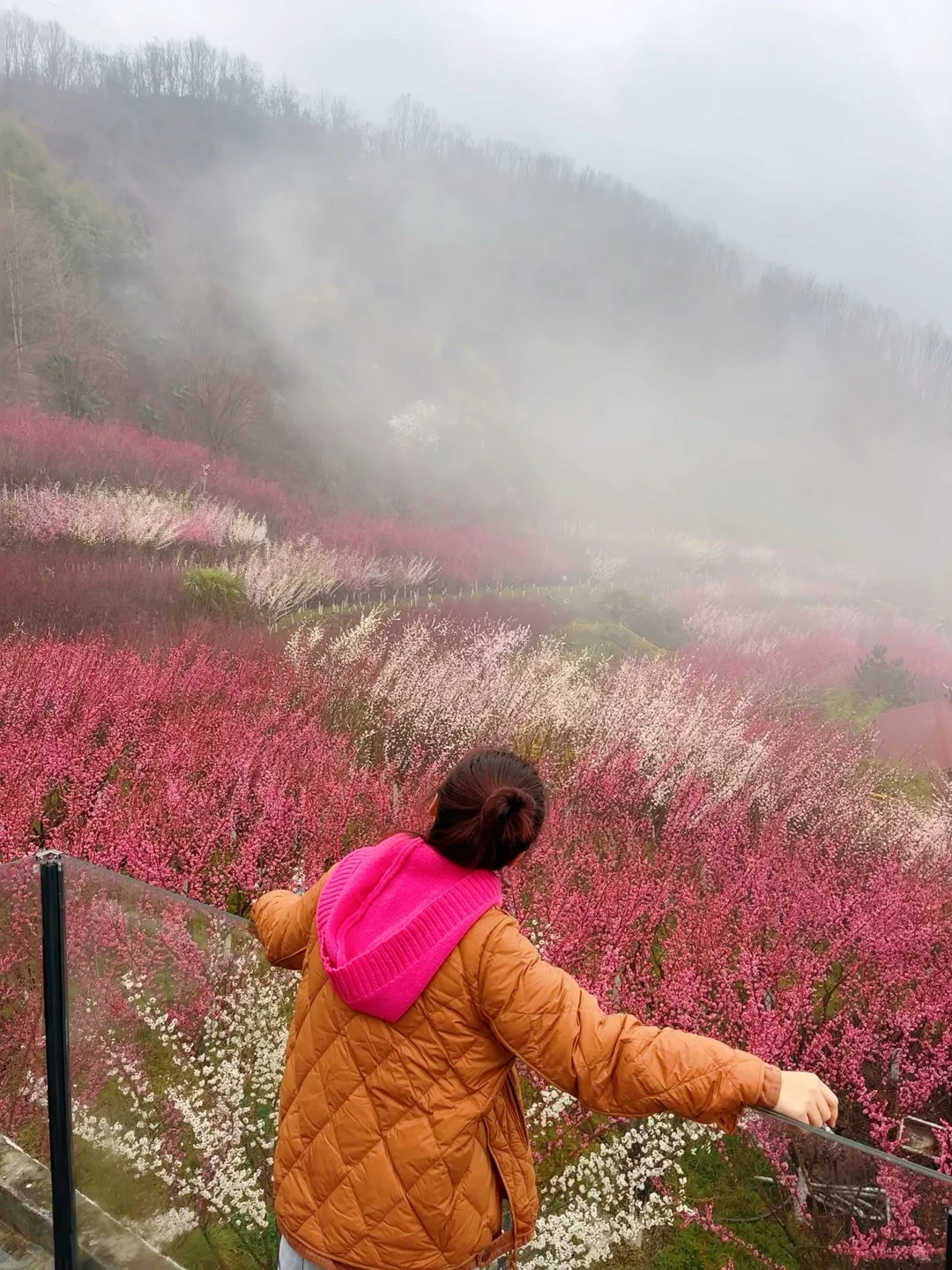 西安周边 | chao美漫山梅花步道🌸人少免费❗