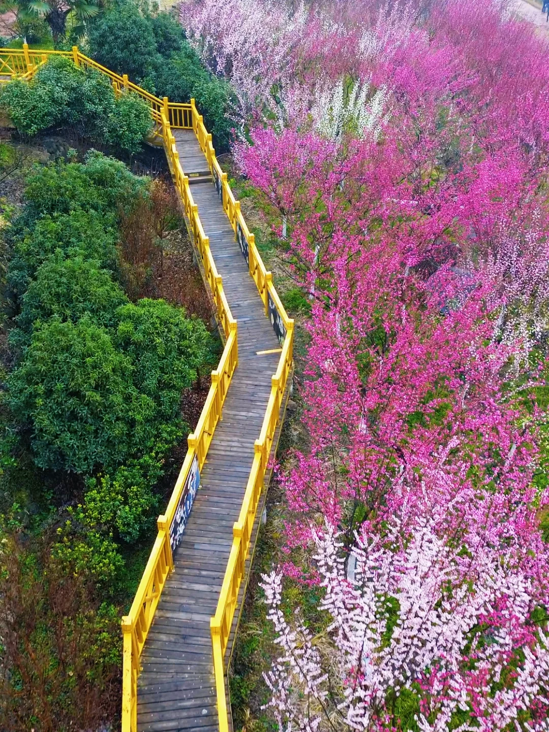 西安周边 | chao美漫山梅花步道🌸人少免费❗
