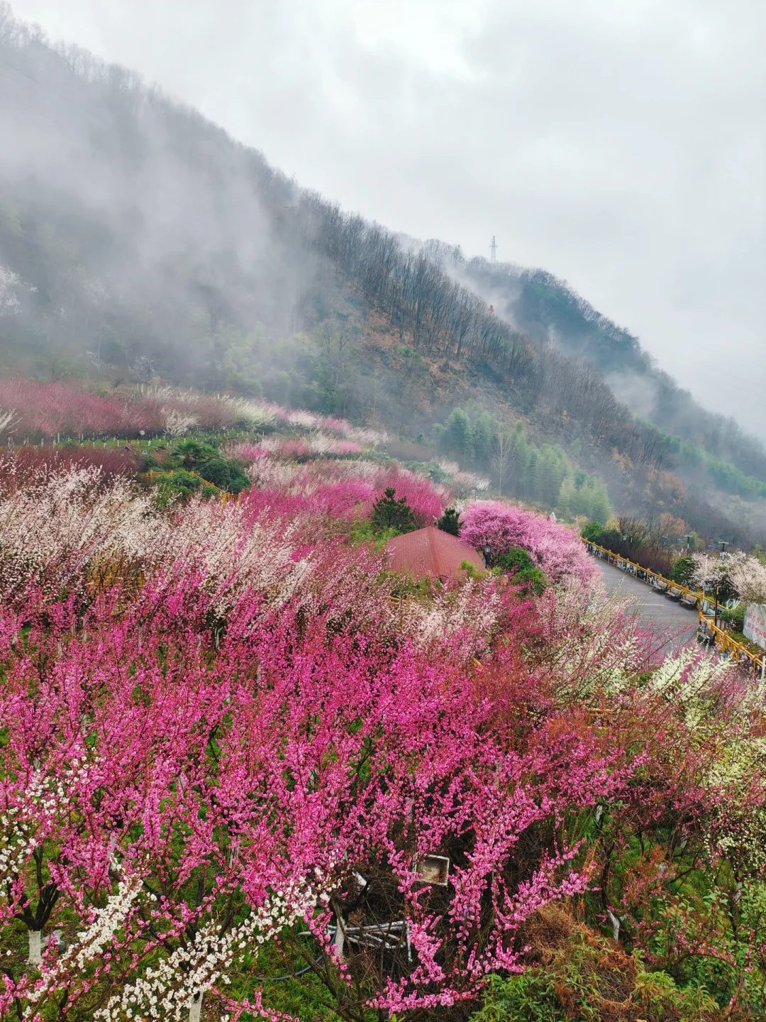 西安周边 | chao美漫山梅花步道🌸人少免费❗