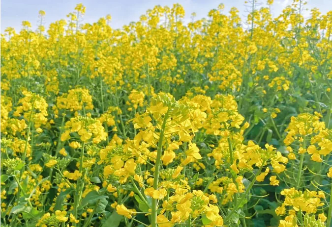 蔚然花海｜3月春日限定花海攻略！