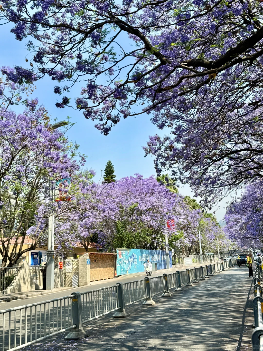 💜接下来的西昌是一万次的春和景明！附攻略！