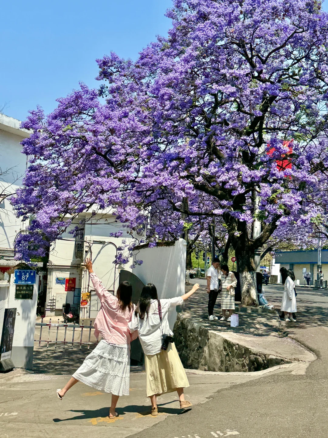 💜接下来的西昌是一万次的春和景明！附攻略！