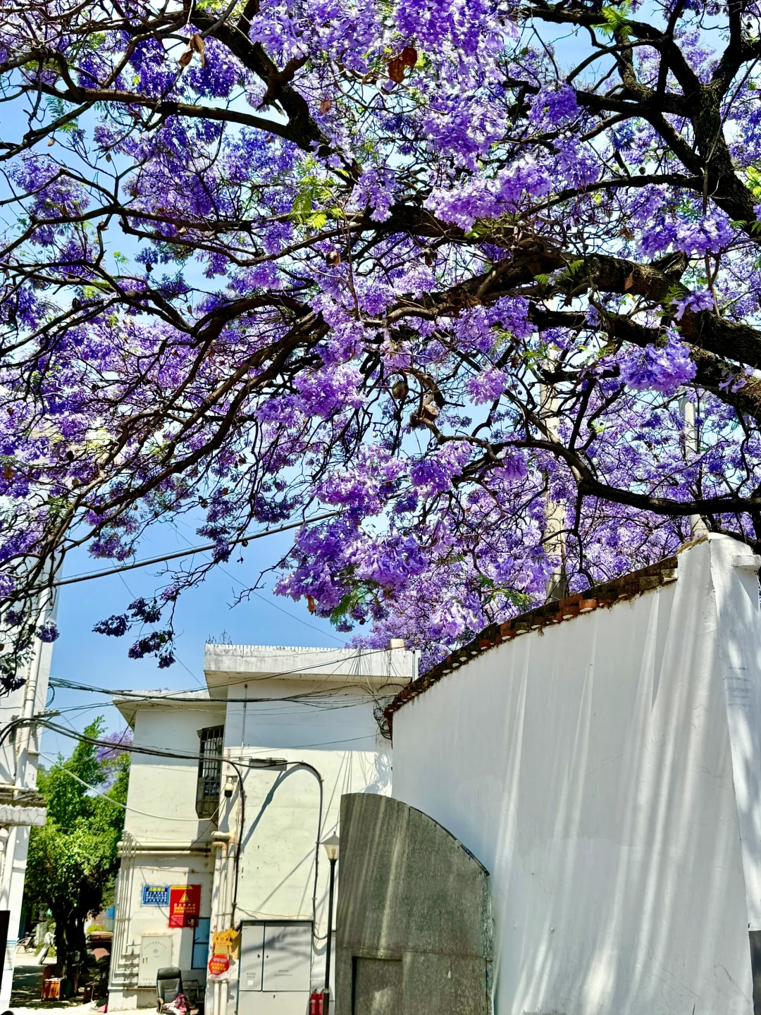 💜接下来的西昌是一万次的春和景明！附攻略！