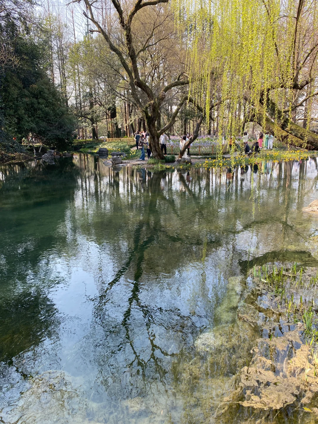 太子湾郁金香