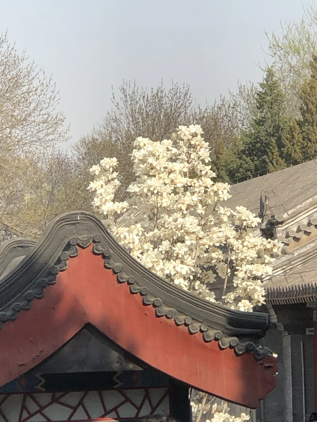 总要去趟北京吧|吐血整理北京景点攻略✨