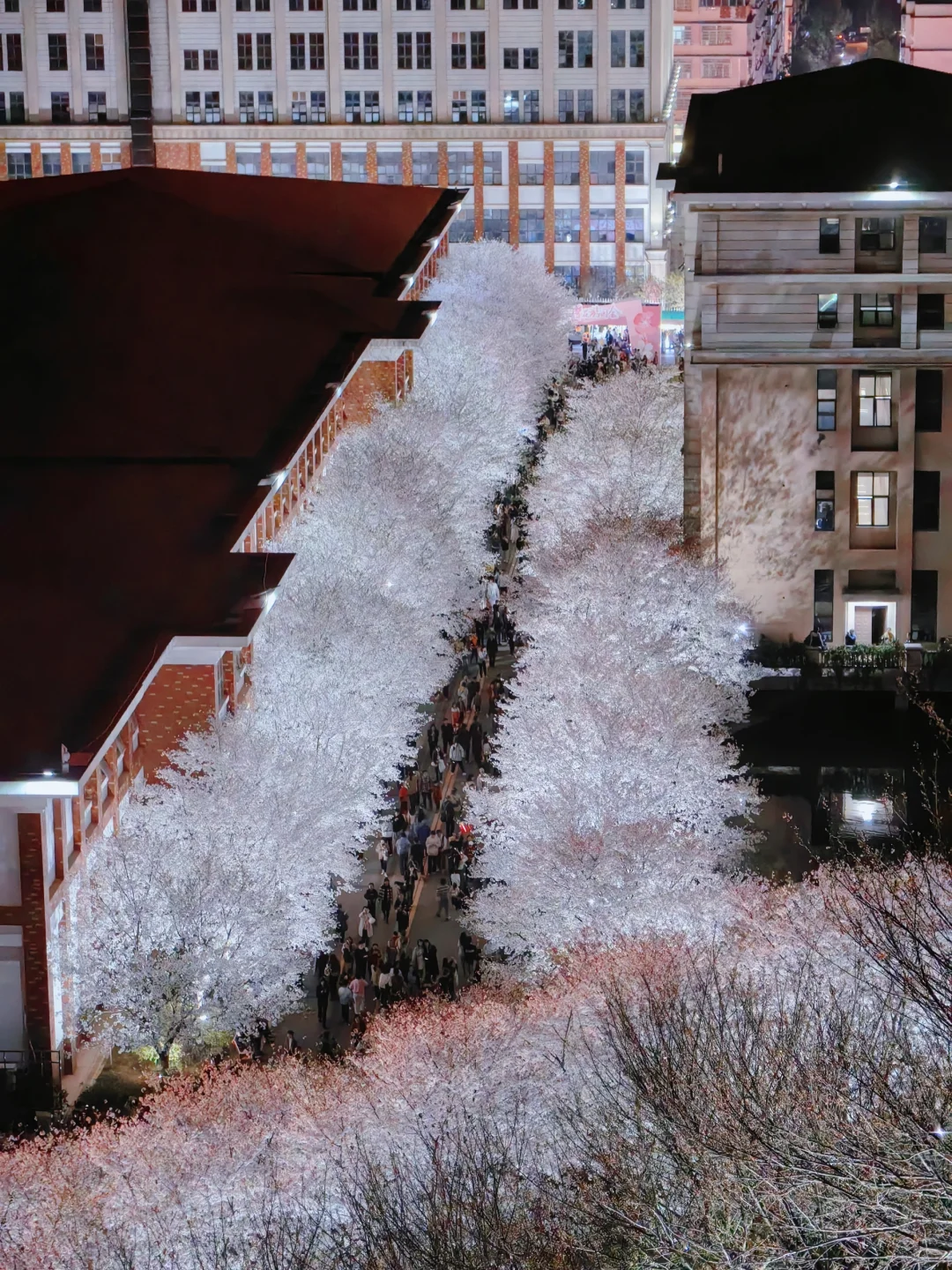 长沙十日晴！接下来是万万次的春和景明～
