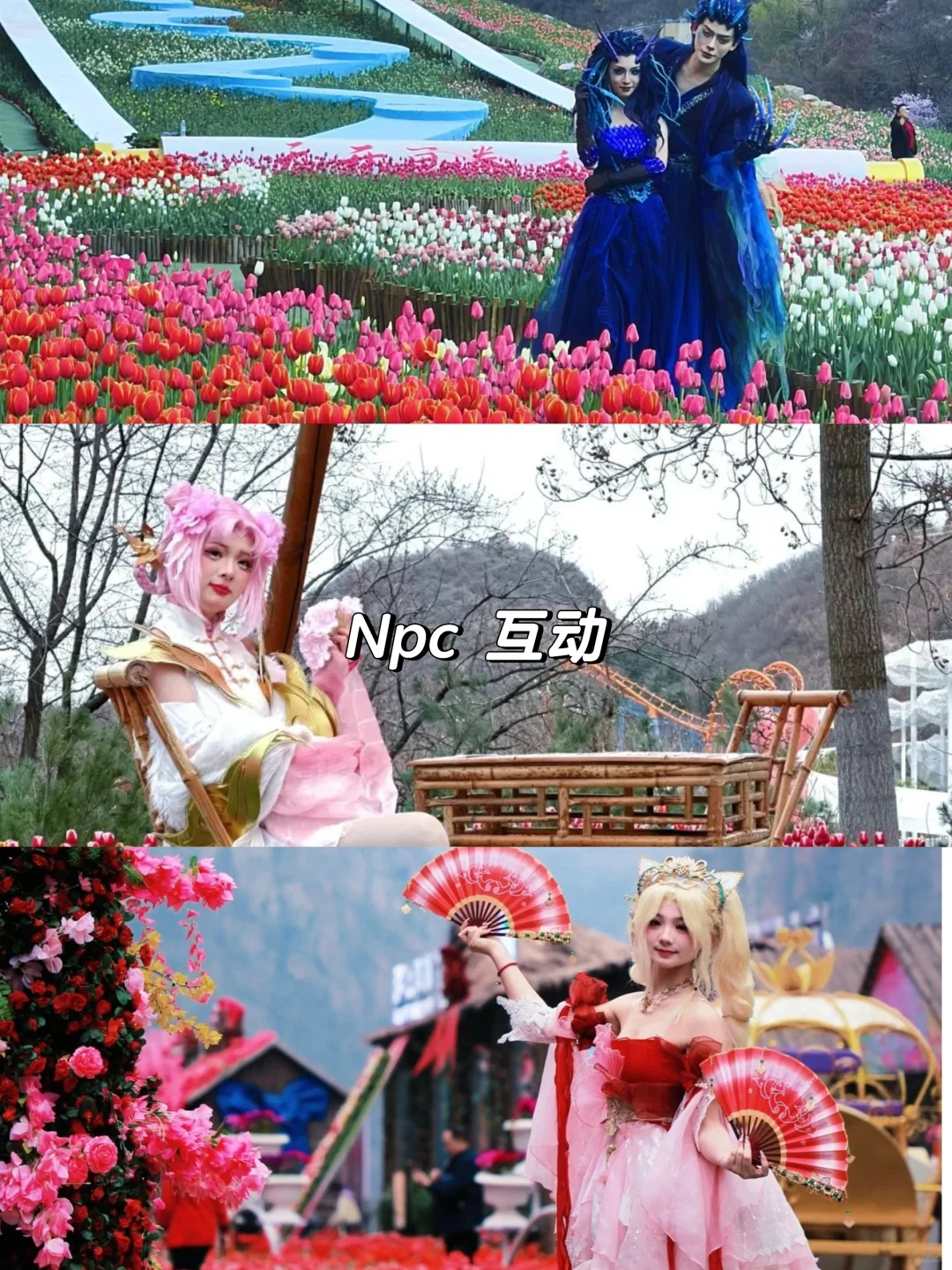 宝泉的春天|这里的郁金香🌷有万种开法