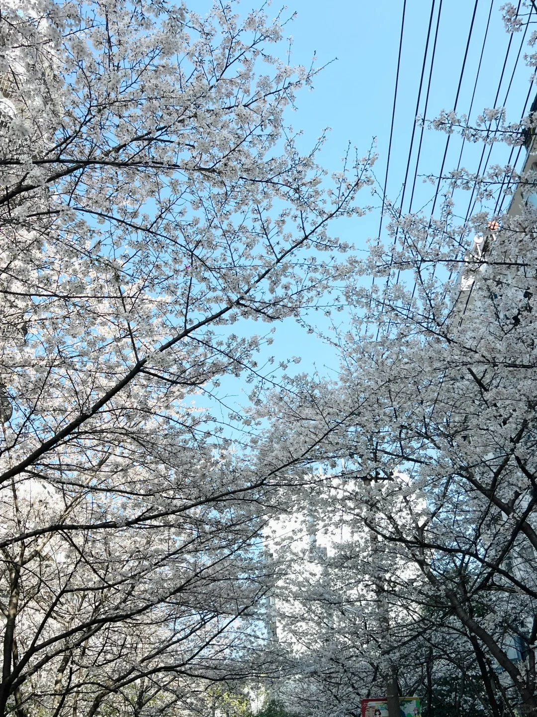 武汉樱花实况播报|这里樱花开成雪(3.21实拍