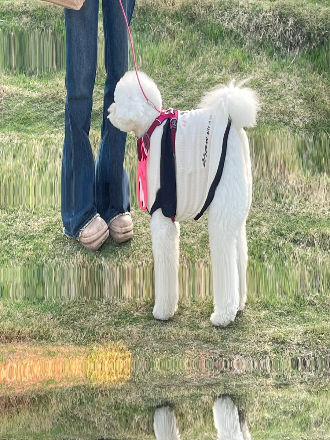 深圳周边宠物友好｜小狗漂流初体验