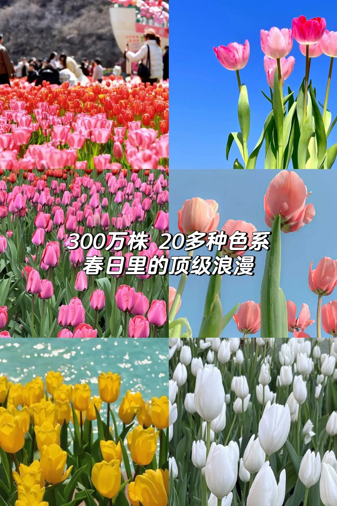 宝泉的春天|这里的郁金香🌷有万种开法