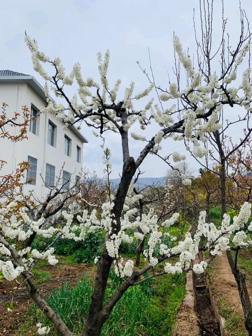 汉源梨花节