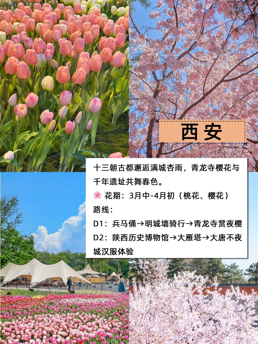 🌸3-4月旅游必看｜春日城市赏花攻略