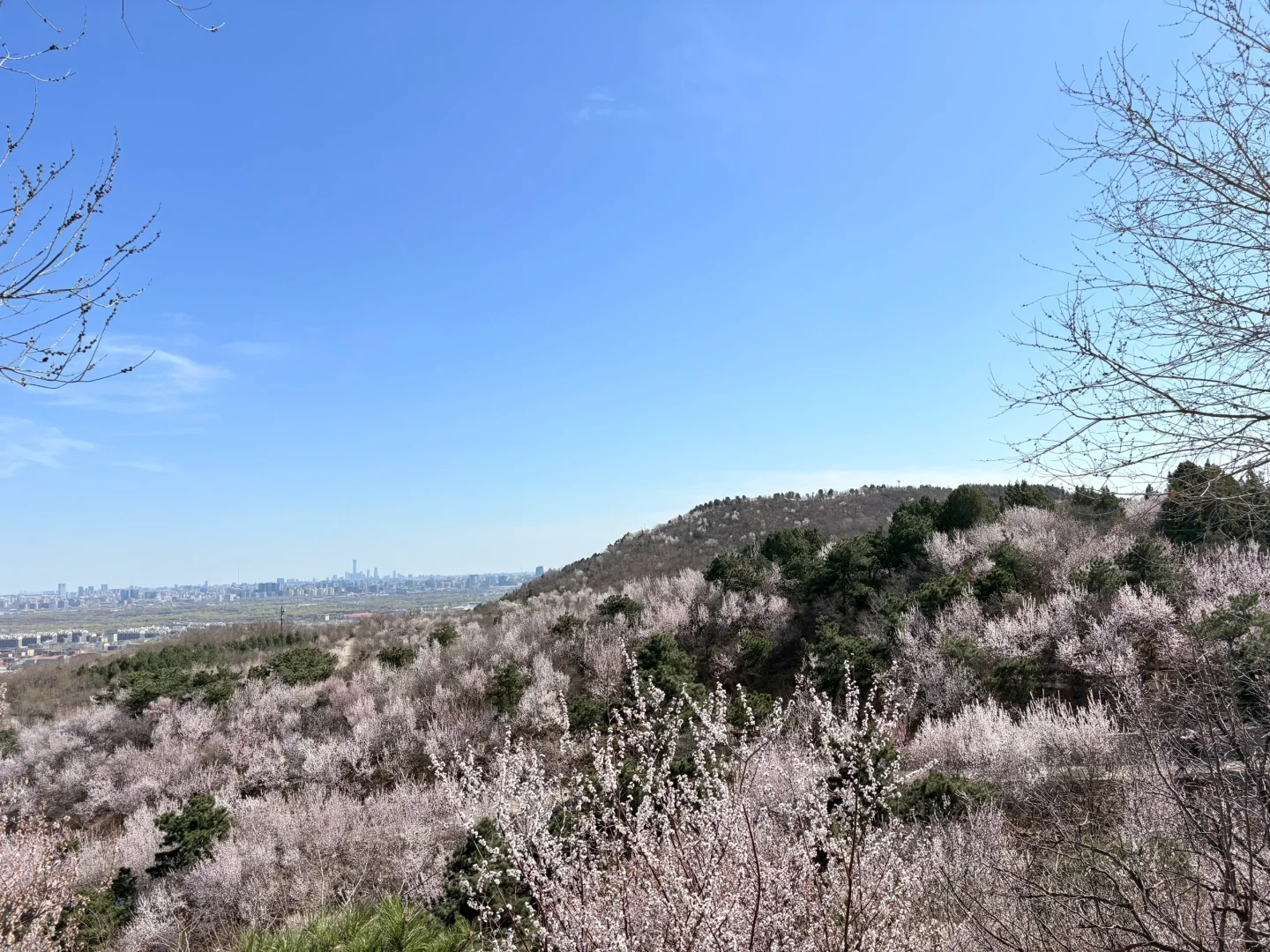 0321 实拍百望山最新赏花路线｜避雷 351步道