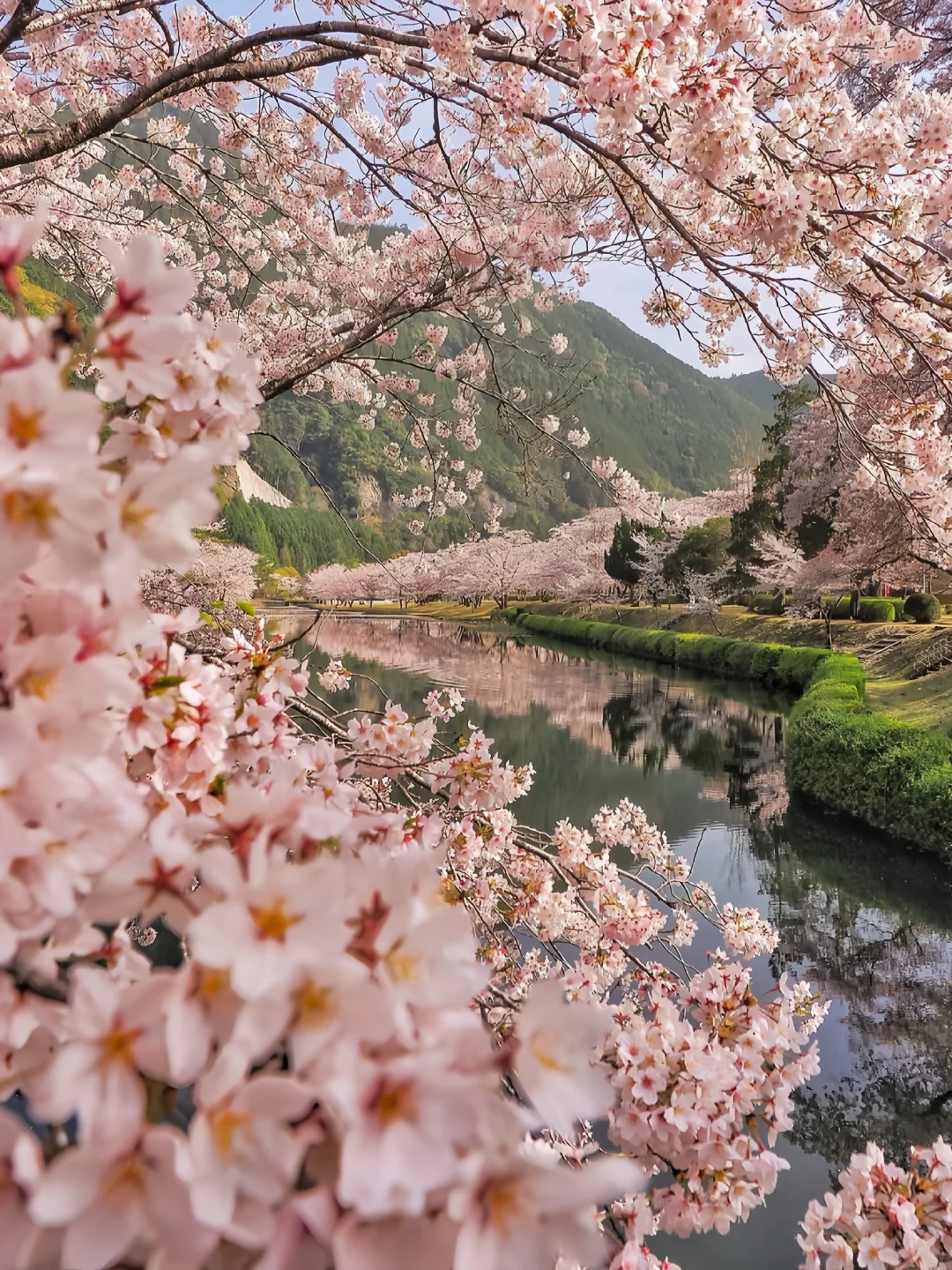 Sakura Escape 🌸 春日限定樱花之旅 🇯🇵