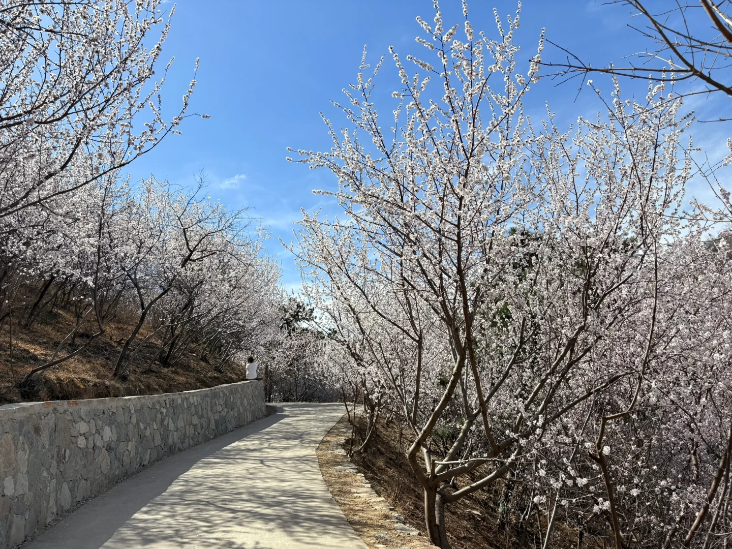 0321 实拍百望山最新赏花路线｜避雷 351步道