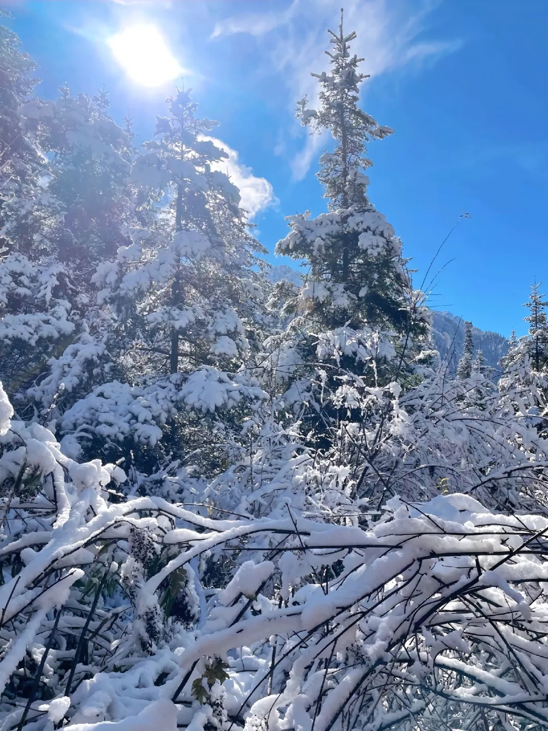 强推3月的川西已封神，一半梨花一半雪景