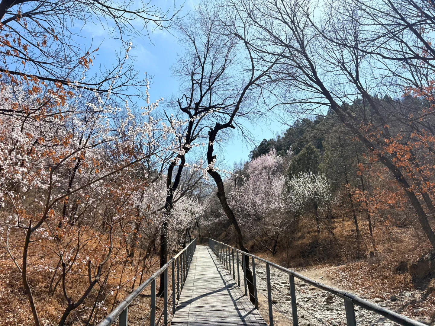 0321 实拍百望山最新赏花路线｜避雷 351步道