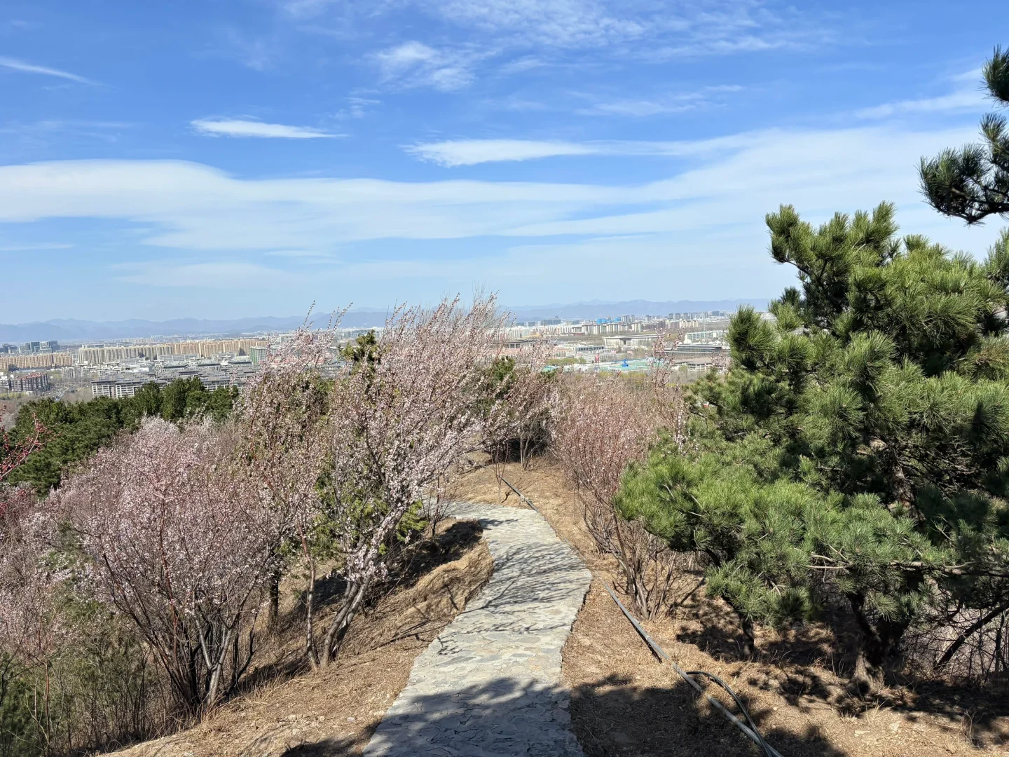 0321 实拍百望山最新赏花路线｜避雷 351步道