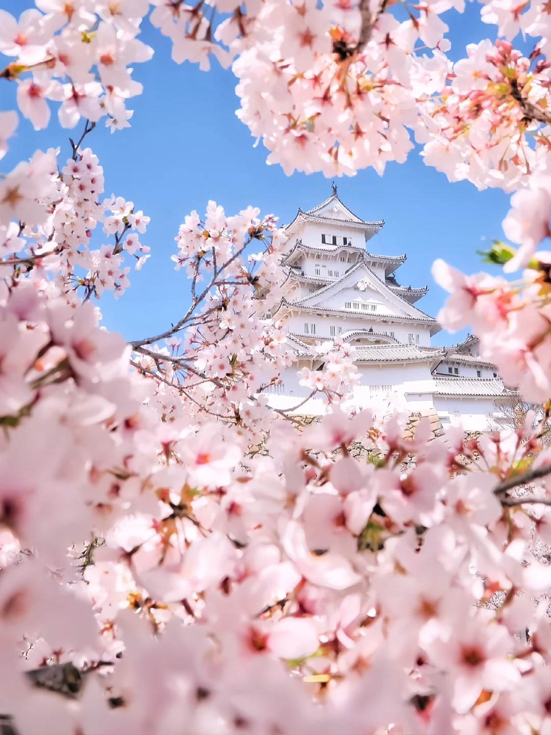 Sakura Escape 🌸 春日限定樱花之旅 🇯🇵