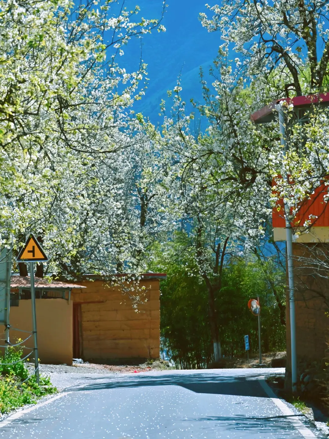 强推3月的川西已封神，一半梨花一半雪景