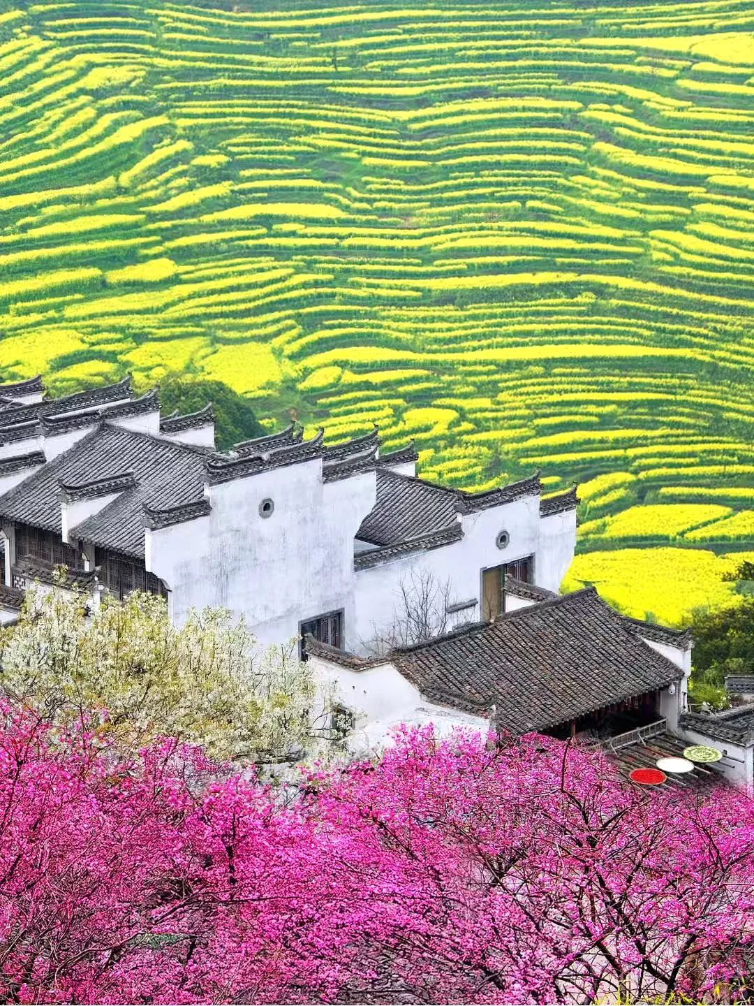 我在婺源上春山！最美古村的春天真的好绝！